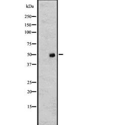 Invitrogen TUBA4A Polyclonal Antibody 100 &mu;L; Unconjugated:Antibodies,