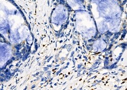 Invitrogen beta Tubulin Polyclonal Antibody 100 &mu;L; Unconjugated:Antibodies,