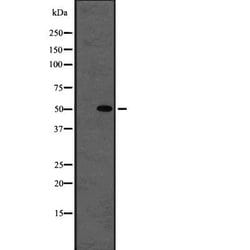 Invitrogen beta Tubulin Polyclonal Antibody 100 &mu;L; Unconjugated:Antibodies,