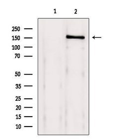 Invitrogen BRD4 Polyclonal Antibody 100 &mu;L; Unconjugated:Antibodies,