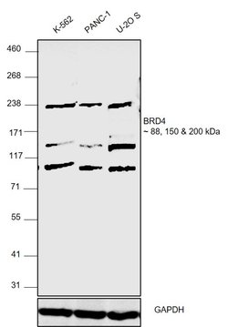 Invitrogen BRD4 Polyclonal Antibody 100 &mu;L; Unconjugated:Antibodies,