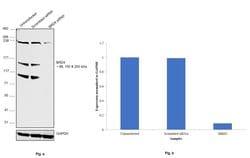Invitrogen BRD4 Polyclonal Antibody 100 &mu;L; Unconjugated:Antibodies,