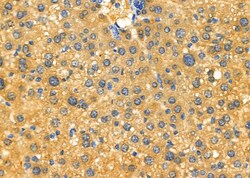 Invitrogen Enkurin Polyclonal Antibody 100 &mu;L; Unconjugated:Antibodies,