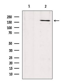 Invitrogen COL17A1 Polyclonal Antibody 100 &mu;L; Unconjugated:Antibodies,