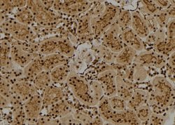 Invitrogen FUBP1 Polyclonal Antibody 100 &mu;L; Unconjugated:Antibodies,