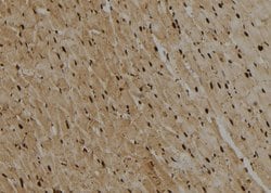 Invitrogen GATA2/GATA3 Polyclonal Antibody 100 &mu;L; Unconjugated:Antibodies,