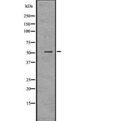 Invitrogen GATA2/GATA3 Polyclonal Antibody 100 &mu;L; Unconjugated:Antibodies,