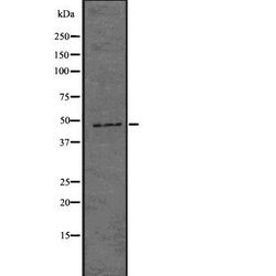 Invitrogen HAPLN1 Polyclonal Antibody 100 &mu;L; Unconjugated:Antibodies,