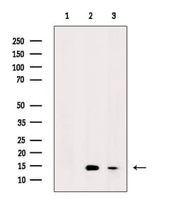 Invitrogen H2AK9ac Polyclonal Antibody 100 &mu;L; Unconjugated:Antibodies,