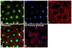 Invitrogen ID1 Polyclonal Antibody 100 &mu;L; Unconjugated:Antibodies,