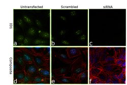 Invitrogen ID1 Polyclonal Antibody 100 &mu;L; Unconjugated:Antibodies,