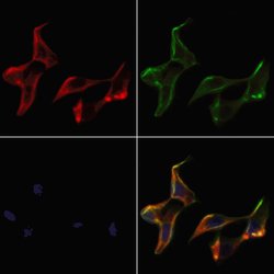 Invitrogen KDEL Receptor Pan Polyclonal Antibody 100 &mu;L; Unconjugated:Antibodies,