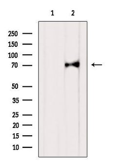 Invitrogen KDEL Receptor Pan Polyclonal Antibody 100 &mu;L; Unconjugated:Antibodies,