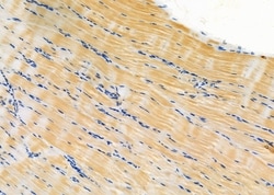 Invitrogen KDEL Receptor Pan Polyclonal Antibody 100 &mu;L; Unconjugated:Antibodies,