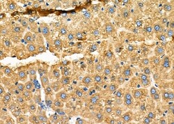 Invitrogen KDEL Receptor Pan Polyclonal Antibody 100 &mu;L; Unconjugated:Antibodies,