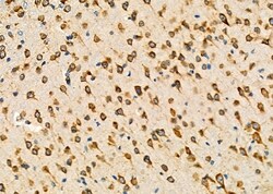 Invitrogen KDEL Receptor Pan Polyclonal Antibody 100 &mu;L; Unconjugated:Antibodies,