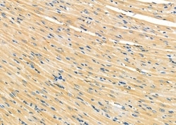 Invitrogen KDEL Receptor Pan Polyclonal Antibody 100 &mu;L; Unconjugated:Antibodies,