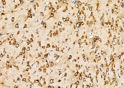 Invitrogen KDEL Receptor Pan Polyclonal Antibody 100 &mu;L; Unconjugated:Antibodies,