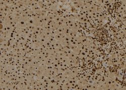 Invitrogen Myb Polyclonal Antibody 100 &mu;L | Buy Online | Invitrogen&trade; | Fisher Scientific