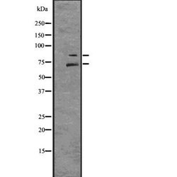 Invitrogen Myb Polyclonal Antibody 100 &mu;L | Buy Online | Invitrogen&trade; | Fisher Scientific