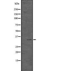 Invitrogen Phospho-CDK1/CDK2 (Thr14) Polyclonal Antibody 100 &mu;L; Unconjugated:Antibodies,