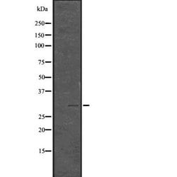 Invitrogen Phospho-CDK1/CDK2 (Thr14) Polyclonal Antibody 100 &mu;L; Unconjugated:Antibodies,