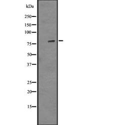 Invitrogen Phospho-HSF1 (Ser326) Polyclonal Antibody 100 &mu;L | Buy Online | Invitrogen&trade; | Fisher Scientific