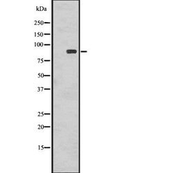 Invitrogen Phospho-RSK1 (Thr359, Ser363) Polyclonal Antibody 100 &mu;L | Buy Online | Invitrogen&trade; | Fisher Scientific