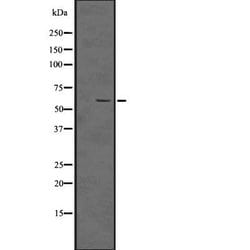 Invitrogen Phospho-SMAD5 (Ser463, Ser465) Polyclonal Antibody 100 &mu;L;