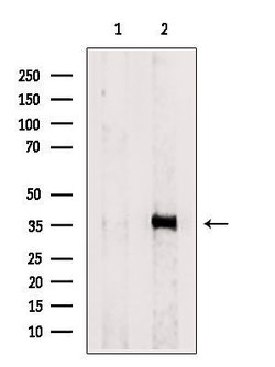 Invitrogen PP1 alpha/beta Polyclonal Antibody 100 &mu;L | Buy Online | Invitrogen&trade; | Fisher Scientific