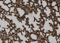 Invitrogen PRC1 Polyclonal Antibody 100 &mu;L; Unconjugated:Antibodies,