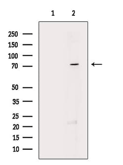 Invitrogen PRC1 Polyclonal Antibody 100 &mu;L; Unconjugated:Antibodies,