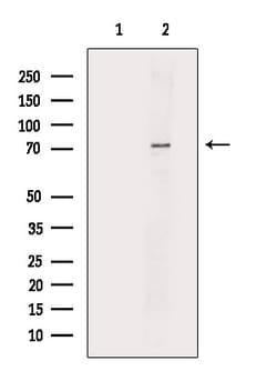 Invitrogen PRC1 Polyclonal Antibody 100 &mu;L; Unconjugated:Antibodies,