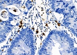 Invitrogen PTBP2 Polyclonal Antibody 100 &mu;L; Unconjugated:Antibodies,