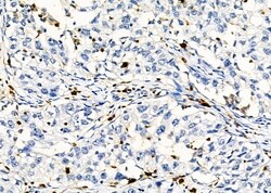 Invitrogen PTBP2 Polyclonal Antibody 100 &mu;L; Unconjugated:Antibodies,