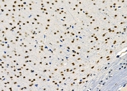 Invitrogen PTBP2 Polyclonal Antibody 100 &mu;L; Unconjugated:Antibodies,