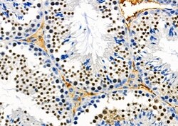 Invitrogen PTBP2 Polyclonal Antibody 100 &mu;L; Unconjugated:Antibodies,