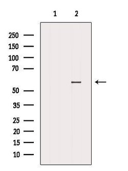 Invitrogen PTBP2 Polyclonal Antibody 100 &mu;L; Unconjugated:Antibodies,