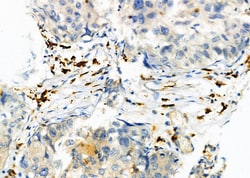 Invitrogen RAB9 Polyclonal Antibody 100 &mu;L; Unconjugated:Antibodies,