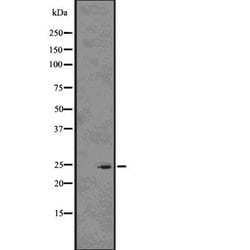 Invitrogen Rho Pan Polyclonal Antibody 100 &mu;L; Unconjugated:Antibodies,
