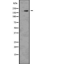 Invitrogen Phospho-EGFR (Tyr1092) Polyclonal Antibody 100 &mu;L | Buy Online | Invitrogen&trade; | Fisher Scientific