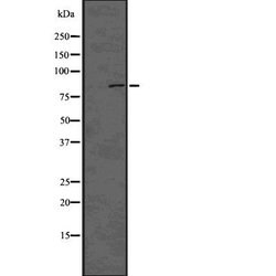 Invitrogen Phospho-DNM1L (Ser616) Polyclonal Antibody 100 &mu;L; Unconjugated:Antibodies,