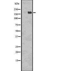 Invitrogen Phospho-EGFR (Tyr998) Polyclonal Antibody 100 &mu;L; Unconjugated:Antibodies,