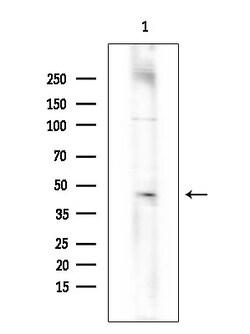 Invitrogen Phospho-PKM2 (Tyr105) Polyclonal Antibody 100 &mu;L | Buy Online | Invitrogen&trade; | Fisher Scientific