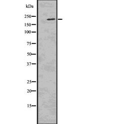 Invitrogen Phospho-53BP1 (Ser25, Ser29) Polyclonal Antibody 100 &mu;L;