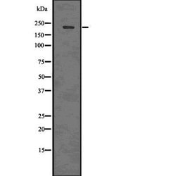 Invitrogen Phospho-53BP1 (Ser1778) Polyclonal Antibody 100 &mu;L; Unconjugated:Antibodies,