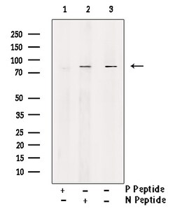 Invitrogen Phospho-DNM1L (Ser637) Polyclonal Antibody 100 &mu;L; Unconjugated:Antibodies,