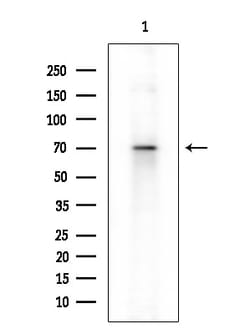 Invitrogen Phospho-SAMHD1 (Thr592) Polyclonal Antibody 100 &mu;L; Unconjugated:Antibodies,