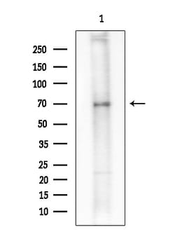 Invitrogen Phospho-SAMHD1 (Thr592) Polyclonal Antibody 100 &mu;L; Unconjugated:Antibodies,