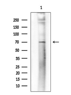 Invitrogen Phospho-SAMHD1 (Thr592) Polyclonal Antibody 100 &mu;L; Unconjugated:Antibodies,